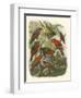 Red Cassel Birds II-Cassell-Framed Art Print