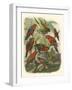 Red Cassel Birds II-Cassell-Framed Art Print