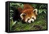 Red Cat-Bear Lying on Moss-null-Framed Stretched Canvas