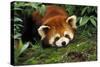 Red Cat-Bear Lying on Moss-null-Stretched Canvas