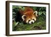 Red Cat-Bear Lying on Moss-null-Framed Photographic Print