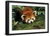 Red Cat-Bear Lying on Moss-null-Framed Photographic Print