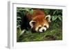 Red Cat-Bear Lying on Moss-null-Framed Photographic Print