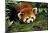 Red Cat-Bear Lying on Moss-null-Mounted Photographic Print