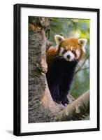 Red Cat-Bear Peering Round-null-Framed Photographic Print