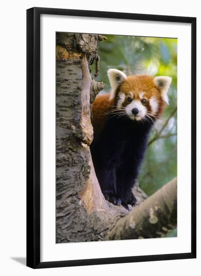 Red Cat-Bear Peering Round-null-Framed Photographic Print