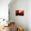 Red Champagne-Sebastien Lory-Stretched Canvas displayed on a wall