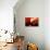 Red Champagne-Sebastien Lory-Photographic Print displayed on a wall