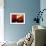 Red Champagne-Sebastien Lory-Framed Photographic Print displayed on a wall