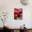 Red Cherries (Close-Up)-Foodcollection-Stretched Canvas displayed on a wall