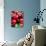 Red Cherries (Close-Up)-Foodcollection-Photographic Print displayed on a wall
