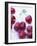 Red Cherries-Ulrike Holsten-Framed Photographic Print