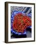 Red Chili Peppers in a Blue Bowl-Alberto Cassio-Framed Photographic Print