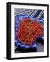 Red Chili Peppers in a Blue Bowl-Alberto Cassio-Framed Photographic Print