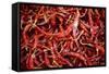 Red Chili Peppers (Ocotlan Market, Oaxaca, Mexico)-Marco Cristofori-Framed Stretched Canvas