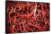 Red Chili Peppers (Ocotlan Market, Oaxaca, Mexico)-Marco Cristofori-Framed Stretched Canvas