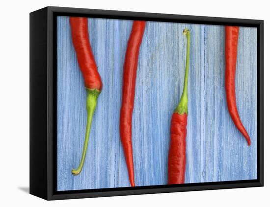 Red Chilli Peppers Chillies Freshly Harvested on Pale Blue Background-Gary Smith-Framed Stretched Canvas