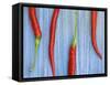 Red Chilli Peppers Chillies Freshly Harvested on Pale Blue Background-Gary Smith-Framed Stretched Canvas