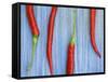 Red Chilli Peppers Chillies Freshly Harvested on Pale Blue Background-Gary Smith-Framed Stretched Canvas