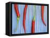 Red Chilli Peppers Chillies Freshly Harvested on Pale Blue Background-Gary Smith-Framed Stretched Canvas