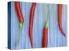 Red Chilli Peppers Chillies Freshly Harvested on Pale Blue Background-Gary Smith-Stretched Canvas