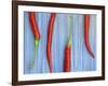 Red Chilli Peppers Chillies Freshly Harvested on Pale Blue Background-Gary Smith-Framed Photographic Print