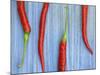 Red Chilli Peppers Chillies Freshly Harvested on Pale Blue Background-Gary Smith-Mounted Photographic Print