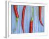 Red Chilli Peppers Chillies Freshly Harvested on Pale Blue Background-Gary Smith-Framed Photographic Print