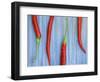 Red Chilli Peppers Chillies Freshly Harvested on Pale Blue Background-Gary Smith-Framed Photographic Print