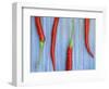 Red Chilli Peppers Chillies Freshly Harvested on Pale Blue Background-Gary Smith-Framed Photographic Print