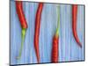 Red Chilli Peppers Chillies Freshly Harvested on Pale Blue Background-Gary Smith-Mounted Photographic Print