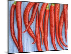 Red Chilli Peppers Chillies Freshly Harvested on Pale Blue Background-Gary Smith-Mounted Photographic Print