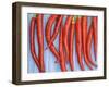 Red Chilli Peppers Chillies Freshly Harvested on Pale Blue Background-Gary Smith-Framed Photographic Print