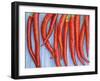 Red Chilli Peppers Chillies Freshly Harvested on Pale Blue Background-Gary Smith-Framed Photographic Print