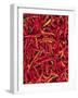 Red Chilli Peppers, Rajasthan, India-Bruno Morandi-Framed Photographic Print