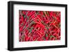 Red Chillies for Sale at Market,Thailand-Jat306-Framed Photographic Print