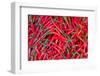 Red Chillies for Sale at Market,Thailand-Jat306-Framed Photographic Print