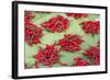 Red Chillies on Sale in Town Market, Kengtung (Kyaingtong), Shan State, Myanmar (Burma), Asia-Lee Frost-Framed Photographic Print