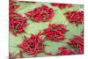 Red Chillies on Sale in Town Market, Kengtung (Kyaingtong), Shan State, Myanmar (Burma), Asia-Lee Frost-Mounted Photographic Print