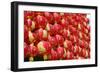 Red Chinese Lantern Wall-glowonconcept-Framed Photographic Print