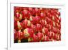 Red Chinese Lantern Wall-glowonconcept-Framed Photographic Print