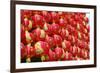 Red Chinese Lantern Wall-glowonconcept-Framed Photographic Print