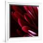 Red Chrysanthemum Close up 01-Tom Quartermaine-Framed Giclee Print