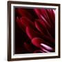 Red Chrysanthemum Close up 01-Tom Quartermaine-Framed Giclee Print