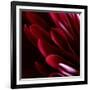 Red Chrysanthemum Close up 01-Tom Quartermaine-Framed Giclee Print