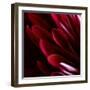 Red Chrysanthemum Close up 01-Tom Quartermaine-Framed Giclee Print