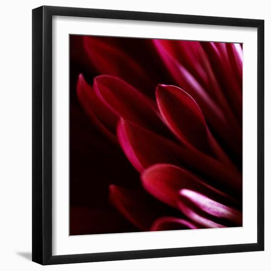 Red Chrysanthemum Close up 01-Tom Quartermaine-Framed Giclee Print