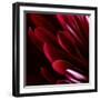 Red Chrysanthemum Close up 01-Tom Quartermaine-Framed Giclee Print
