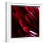 Red Chrysanthemum Close up 01-Tom Quartermaine-Framed Giclee Print