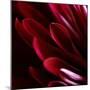 Red Chrysanthemum Close up 01-Tom Quartermaine-Mounted Giclee Print